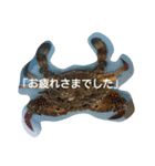 挨拶のお魚さん（個別スタンプ：4）