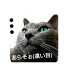 銀猫スタンプ（個別スタンプ：1）
