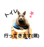 銀猫スタンプ（個別スタンプ：2）