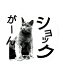銀猫スタンプ（個別スタンプ：3）