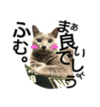 銀猫スタンプ（個別スタンプ：4）