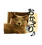 銀猫スタンプ（個別スタンプ：6）