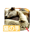 銀猫スタンプ（個別スタンプ：7）