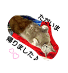銀猫スタンプ（個別スタンプ：9）