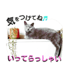 銀猫スタンプ（個別スタンプ：10）