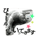 銀猫スタンプ（個別スタンプ：11）