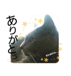 銀猫スタンプ（個別スタンプ：12）