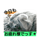 銀猫スタンプ（個別スタンプ：13）