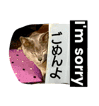 銀猫スタンプ（個別スタンプ：14）