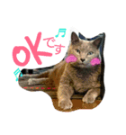 銀猫スタンプ（個別スタンプ：16）