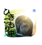 銀猫スタンプ（個別スタンプ：20）
