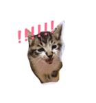 kirin cat（個別スタンプ：1）