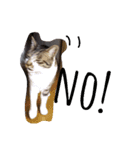 kirin cat（個別スタンプ：4）
