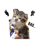 kirin cat（個別スタンプ：5）