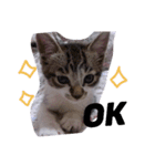 kirin cat（個別スタンプ：6）