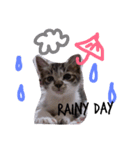 kirin cat（個別スタンプ：16）