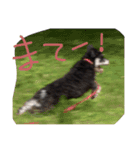 ミニチュアシュナウザー（日本語）（個別スタンプ：6）
