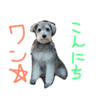 ミニチュアシュナウザー（日本語）（個別スタンプ：10）