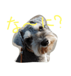 ミニチュアシュナウザー（日本語）（個別スタンプ：11）