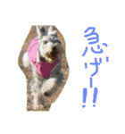 ミニチュアシュナウザー（日本語）（個別スタンプ：12）