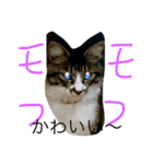 モフ太郎（個別スタンプ：1）