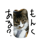 モフ太郎（個別スタンプ：3）