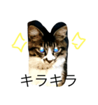 モフ太郎（個別スタンプ：6）
