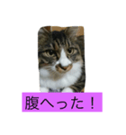 モフ太郎（個別スタンプ：7）