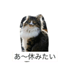 モフ太郎（個別スタンプ：8）