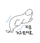 Simple Beluga（個別スタンプ：5）