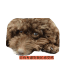 dogdogcute（個別スタンプ：1）
