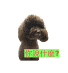 dogdogcute（個別スタンプ：2）
