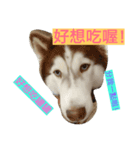dogdogcute（個別スタンプ：3）