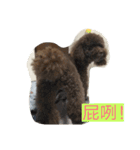 dogdogcute（個別スタンプ：4）