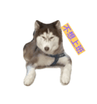 dogdogcute（個別スタンプ：5）