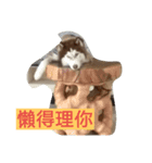 dogdogcute（個別スタンプ：8）