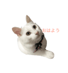 Mr.Souffle（個別スタンプ：1）