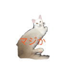 Mr.Souffle（個別スタンプ：6）
