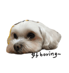 Maltese~ Chu Chu - 1（個別スタンプ：1）