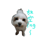 Maltese~ Chu Chu - 1（個別スタンプ：2）