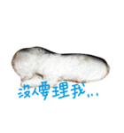 Maltese~ Chu Chu - 1（個別スタンプ：3）