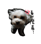 Maltese~ Chu Chu - 1（個別スタンプ：5）