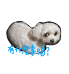 Maltese~ Chu Chu - 1（個別スタンプ：6）