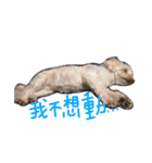 Maltese~ Chu Chu - 1（個別スタンプ：7）
