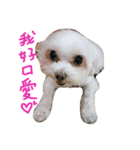 Maltese~ Chu Chu - 1（個別スタンプ：8）