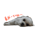 Maltese~ Chu Chu - 1（個別スタンプ：11）