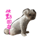 Maltese~ Chu Chu - 1（個別スタンプ：14）