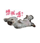 Maltese~ Chu Chu - 1（個別スタンプ：15）