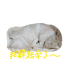 Maltese~ Chu Chu - 1（個別スタンプ：16）