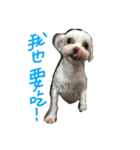 Maltese~ Chu Chu - 1（個別スタンプ：17）